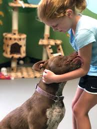 Come meet richmond animal care and control's pets. The Humane Society Of Richmond County