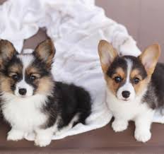 Find the right dog and live happy today. What Is A Fluffy Corgi Stumps Rumps