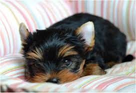 Yorkshire terrier kaufen und verkaufen tierheimhunde, rassehunde, mischlinge und welpen geprüfte angebote aus ihrer umgebung jetzt traumhund finden auf edogs.de! Hund Yorkshire Terrier Mini Kaufen