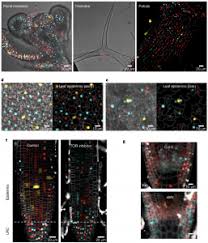 We did not find results for: Plantae Placci Plant Cell Cycle Indicator Fluorescent Sensor For Spatiotemporal Cell Cycle Analysis Nature Plants Plantae