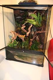 Crested Gecko Build Crested Gecko Crested Gecko Care Crested Gecko Habitat
