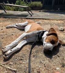 Cooper Theodore Joyce-Alberti (@cooper_thee_mix) • Instagram photos and  videos