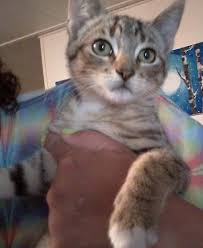 All vaccinations including feline immunodeficiency virus (fiv) and feline leukemia virus (felv). Cat Utopia Kittens And Cats Going To Clackamas Petco Are Facebook