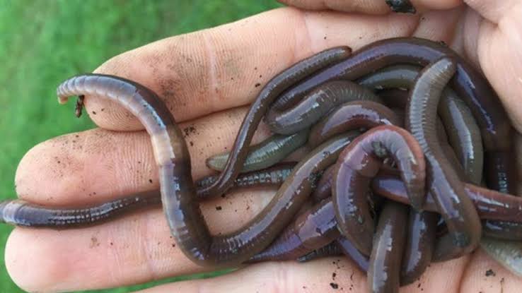 Invasive jumping worms are causing havoc in the US