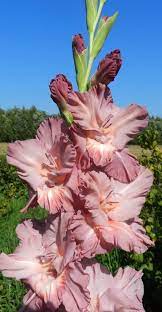 Gladiolus Ritvars Picasa Albums Web Sgladiolus Ritvars S Picasa Web Albums Ideias De Plantio Ideias De Jardinagem Orquideas