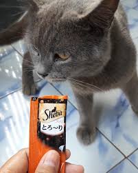 Eankkk Catsofinstagram Bluecat Kucinglucu Meow Catlovers Kucing Katze Sheba Catfood Snack Cutecats Cat Food Cats Animals