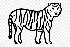 Now lastly draw out the outline of the tigers head and ears. White Tiger Clipart Colouring Sheet Easy To Draw Tiger Free Transparent Png Clipart Images Download