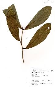 Image result for Cynometra alexandri