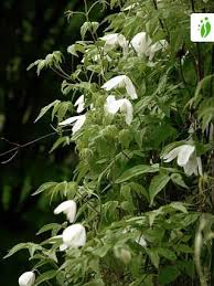 Clematis is a genus of about 355 species (wang and li, 2005) within the buttercup clematis is a botanical source for various pharmaceutically active components, which has been used in traditional. Siberian Clematis Clematis Sibirica Trees And Shrubs Naturegate