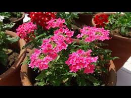 Some Winter Flowering Plants With Names Youtube In 2020 Planting Flowers Plants Plant Care