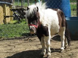 Nebraska Methodist College Blog Horse Therapy Miniature Horse College Nursing