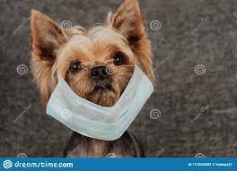 Dog Yorkshire Terrier In A Medical Mask Coronavirus Health Protection Stock Photo Image Of Canine Small 173042892