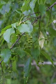 Image result for Prunus serotina