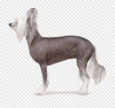 Nov 27, 2019 · all golden retriever colors. Chinese Crested Dog Peruvian Inca Orchid Companion Dog Dog Breed Hairless Carnivoran Dog Like Mammal Png Pngegg