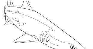 coloriage requin scie a imprimer gratuit animaux berceau de