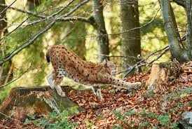 Check spelling or type a new query. Nationalpark Bayerischer Wald