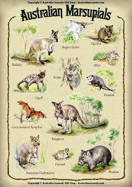 Marsupials Of The Australian Kind Marsupial Australian Mammals Cute Dog Cartoon
