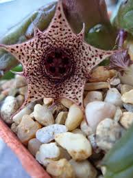 Image result for Huernia volkartii