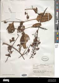 Image result for Hymenodictyon