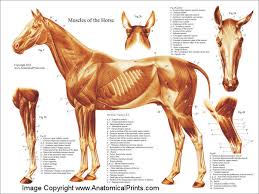 Horse Muscle Poster