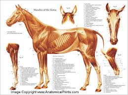 horse muscle poster