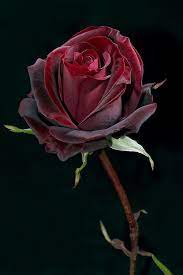 0 people did not find this review helpful report review. 34 Magnificent Roses Ideas Rose Flowers Beautiful Flowers