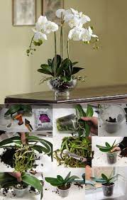 Orchidee Ecco Dei Consigli Semplici Ed Efficaci Per Farle Rifiorire Cura Delle Orchidee Orchidea Orchidee Da Giardino