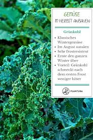 Bildergebnis für grünkohl pflanzen