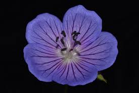 Image result for Geraniaceae