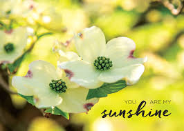 Charging power companies sunshine flower technology safety training for life escort charging power companies su. My Sunshine Flowers Arbor Day Foundation Buy Trees Rain Forest Friendly Coffee Greeting Cards That Plant Trees Memorials And Celebrations With Trees And More