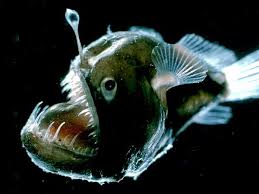Pictures Glowing Deep Sea Creatures Found In Caribbean Deep Sea Creatures Sea Fish Angler Fish