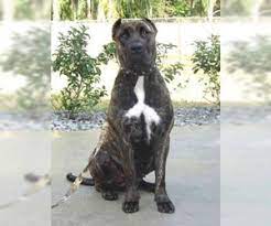 Here we strive to breed the best grade of the presa canario breed. Puppyfinder Com Presa Canario Puppies Puppies For Sale Near Me In Georgia Usa Page 1 Displays 10