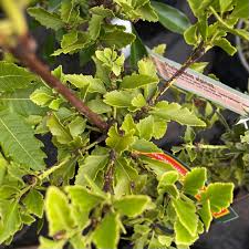 Image result for Phyllocladus