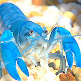 Babirusa, baboon, badger, bald eagle these are the animals starting with the letter b. Pet Yabbies Burke S Backyard