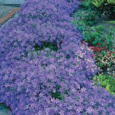 Dalmatian Bellflower Shop Campanula Michigan Bulb Co Plants Sun Plants Alpine Plants