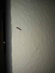 Haben sie silberfisch im ganzen zimmer und bett&quest; Sind Das Papierfische Silberfische