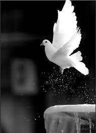 Beautiful Black And White Nature Background The Art Of Black And White Photography In 2020 Beautiful Nature Wallpaper Photo Background Images Beautiful Wallpapers