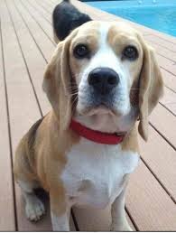 Reunited Beagle Female Dog Victoria Park Perth Wa Losing A Dog Boy Dog Names Beagle