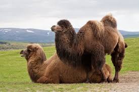 Many archaeological materials show that the hinterland of the desert is silent and prosperous. Pin On Amazing Animals