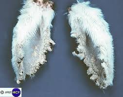 Image result for scabies rabbits ears