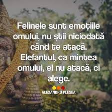 Războinica miss boboc norocul irlandezului renașterea lui pete întâlnire. Alexandruplesea Instagram Posts Photos And Videos Picuki Com