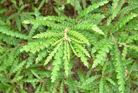 Орляк обыкновенный