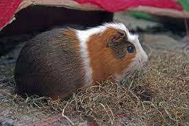 10 Animales Para Tener En Casa Descubre Cual Es El Ideal Para Ti