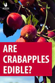 The cultivars whose fruit softens in late winter often provide a little pick me up for the birds. Are Crabapples Edible New Life On A Homestead