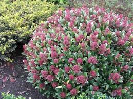 Pin Su Giardino