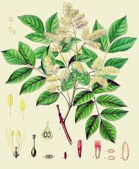 Epingle Sur Les Bienfaits Medicinaux Des Arbres