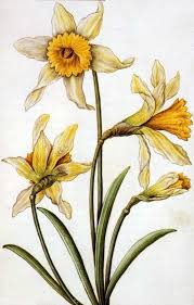 Narcissus L Botanical Drawings Botanical Painting Botanical Prints