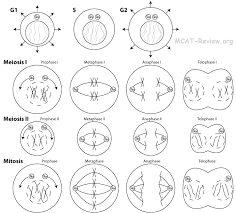 This worksheet can be used as reinforcement for a lesson on mitosis and the cell cycle. Mitosis Vs Meiosis Color By Number Answers