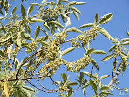 Image result for Achariaceae