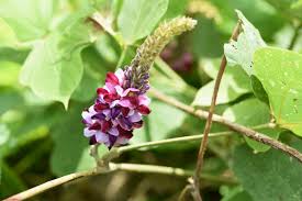 Les meilleures plantes anti cancer plante amazonienne contre le cancer plante chinoise contre le cancer racine pissenlit cancer. Kudzu La Plante Qui Aide A Arreter De Fumer Eccocongress
